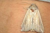 Mythimna riparia