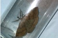 Polypogon plumigeralis