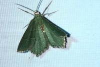 Hemithea aestivaria