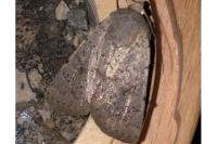 Caradrina aspersa