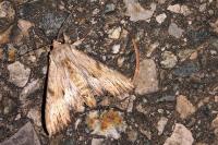 Apamea lithoxylaea