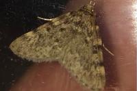 Aglossa pinguinalis