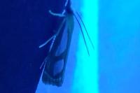 Catoptria gr. permutatellus