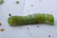 Asteroscopus sphinx