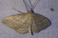 Idaea
