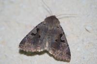 Orthosia gothica