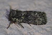 Polyploca ridens