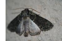 Polyploca ridens