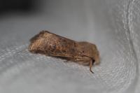 Orthosia cruda