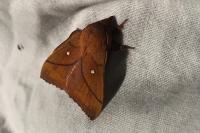 Odonestis pruni