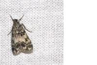 Eudonia lacustrata