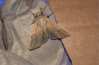 Mythimna congrua