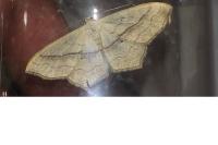 Scopula imitaria