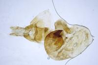 Hoplodrina octogenaria