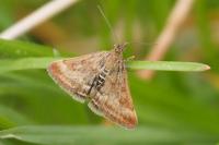 Pyrausta despicata