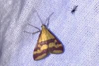 Pyrausta sanguinalis