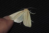 Mythimna straminea