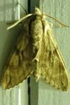 Hyloicus pinastri