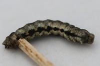 Allophyes oxyacanthae