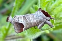 Clostera curtula