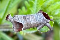 Clostera curtula