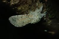 Cerura vinula