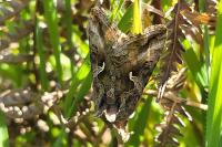 Autographa gamma