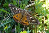 Saturnia pavonia