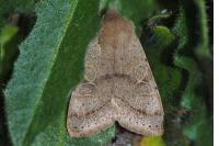 Orthosia cerasi