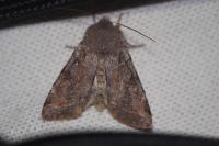 Orthosia incerta