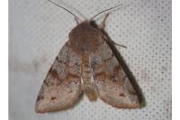 Orthosia incerta