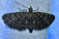 Eupithecia cocciferata