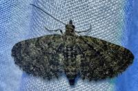 Eupithecia cocciferata