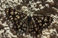 Chiasmia clathrata