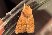 Orthosia miniosa