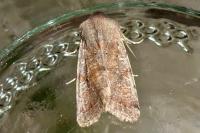 Orthosia incerta