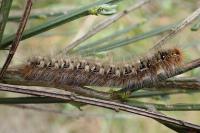 Lasiocampa quercus quercus