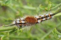 Orgyia recens