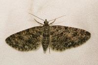 Eupithecia cocciferata