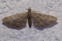 Gymnoscelis rufifasciata