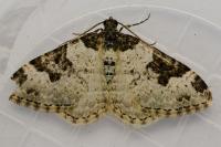 Xanthorhoe fluctuata