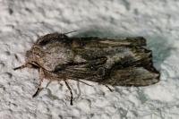 Egira conspicillaris