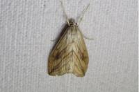 Evergestis forficalis