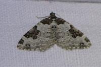 Xanthorhoe fluctuata