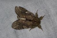 Peridea anceps
