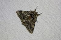 Lycia hirtaria