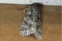 Acronicta rumicis