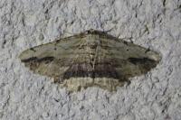Menophra abruptaria