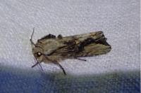 Egira conspicillaris