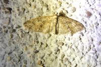 Eupithecia abbreviata